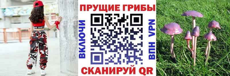 Галлюциногенные грибы GOLDEN TEACHER закладки блэк спрут вход Томмот